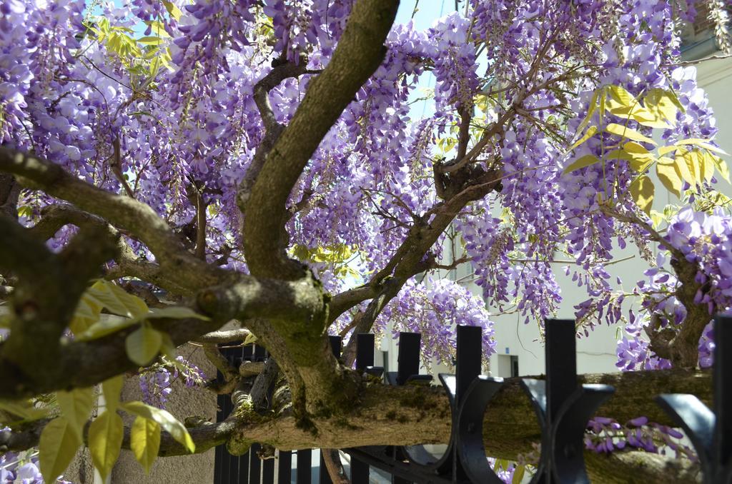 Wisteria Bed and Breakfast Φονταινεμπλώ Εξωτερικό φωτογραφία